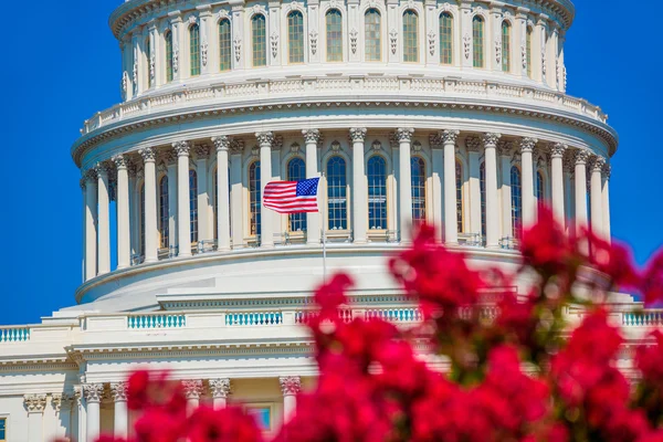 Capitolio edificio Washington DC rosa flores EE.UU. — Foto de Stock