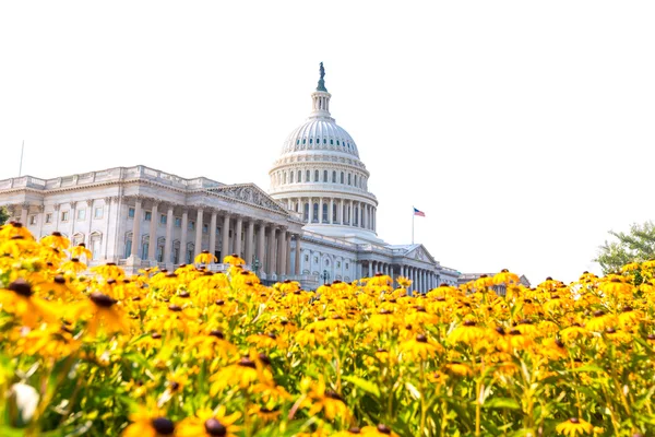 Kapitol Gebäude Washington dc Gänseblümchen Blumen USA — Stockfoto