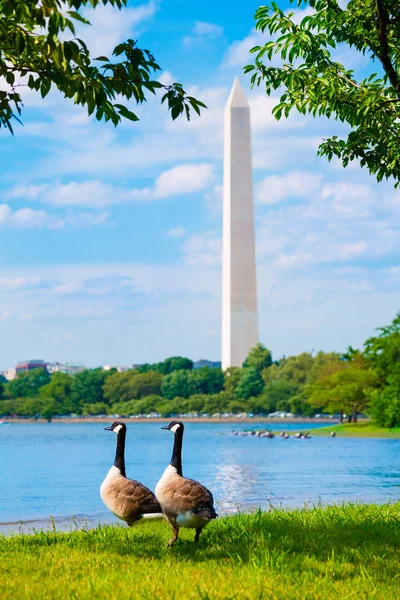 Monumento de Washington e Tidal Basin patos DC — Fotografia de Stock