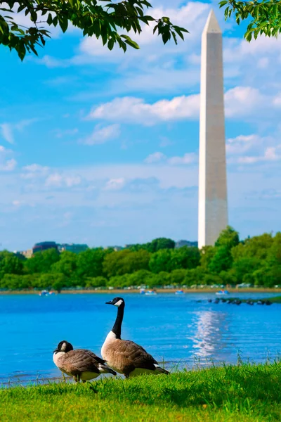 Washington Monument and Tidal Basin ducks DC — Stock Photo, Image