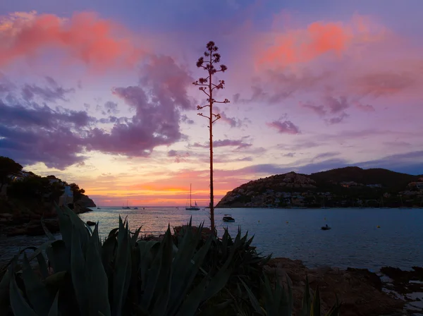 Mallorca port de Andratx sunset in Mallorca — Stock Photo, Image
