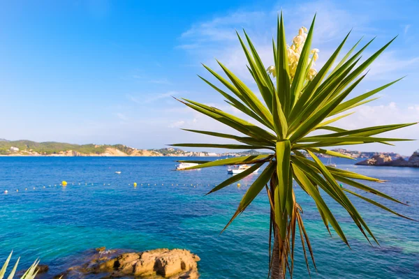 Mallorca Cala Fornells pláž Paguera Peguera — Stock fotografie