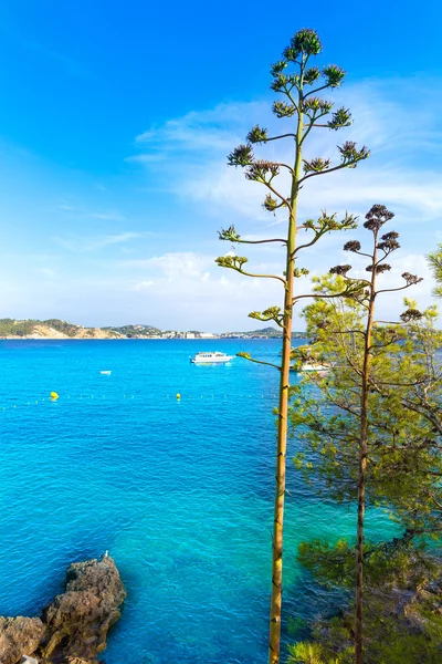 Majorca Cala Fornells beach Paguera Peguera — Stock Photo, Image