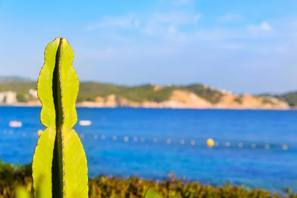 Mallorca Cala Fornells playa Paguera Peguera — Foto de Stock