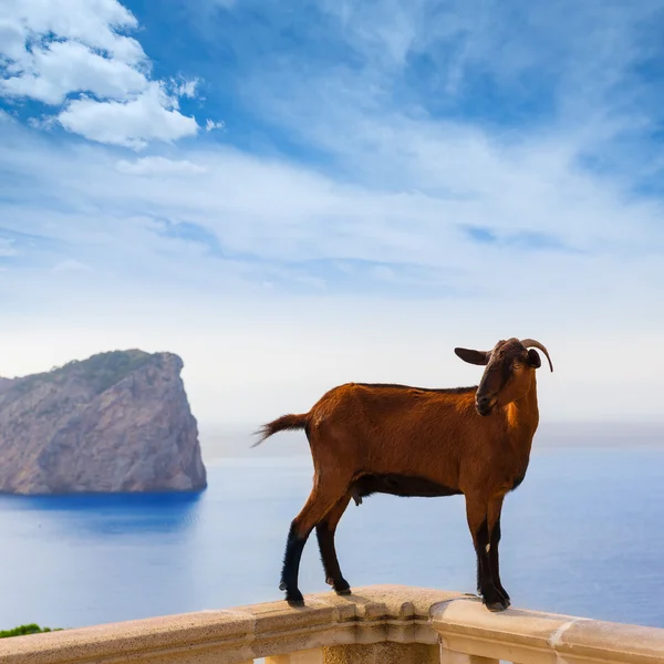 Cabra de Mallorca en Formentor Cape Lighthouse — Foto de Stock