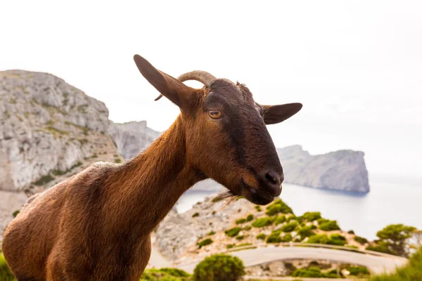 Mallorca Ziege in formentor cape Leuchtturm — Stockfoto