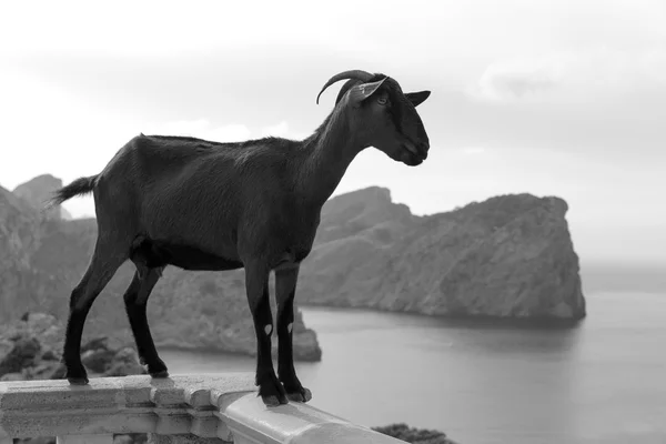 マヨルカ島のヤギ フォーメントー岬灯台 — ストック写真