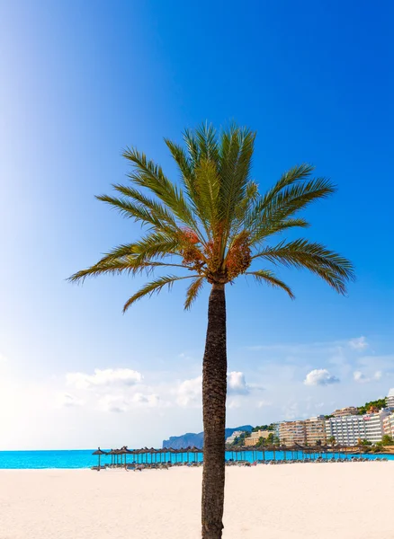 A Mallorca Mallorca Cala Santa Ponsa Ponca beach — Stock Fotó