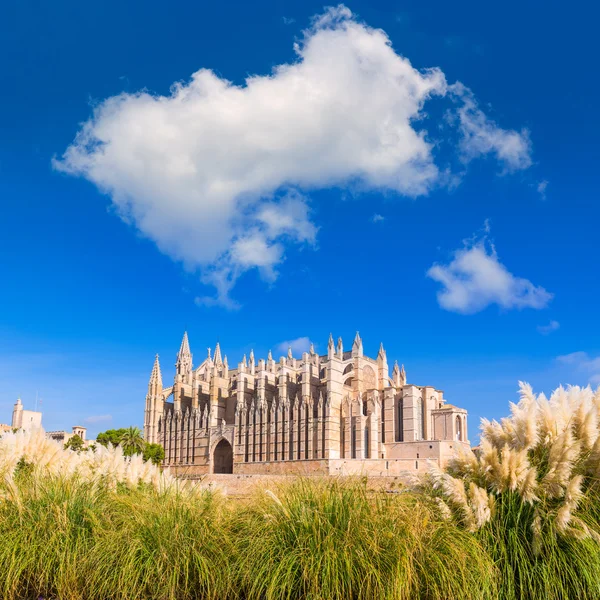 Mallorca Catedral de Palma Seu Seo de Mallorca — Foto de Stock