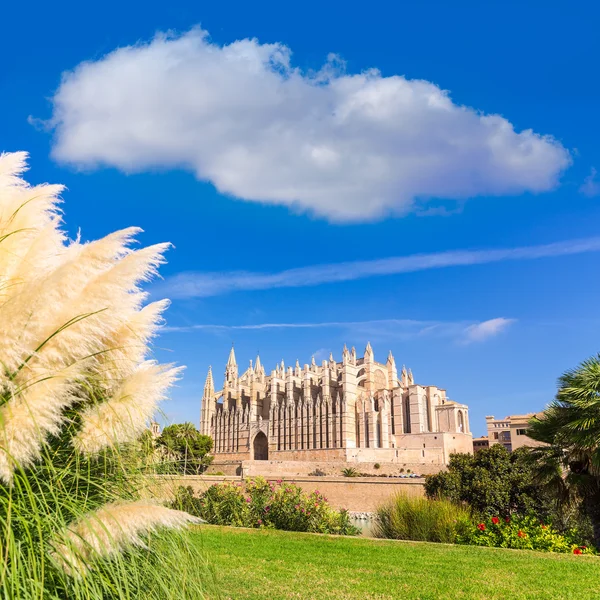 Maiorca Catedral de Palma Seu Seo de Maiorca — Fotografia de Stock