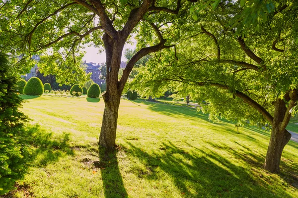 Boston Common offentliga trädgård träd Massachusetts — Stockfoto