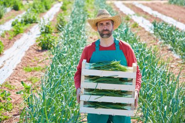 Akdeniz'in soğan hasat çiftçi adam