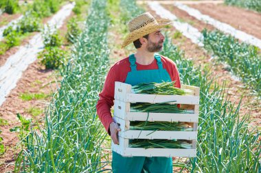 Akdeniz'in soğan hasat çiftçi adam