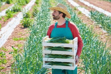Akdeniz'in soğan hasat çiftçi adam
