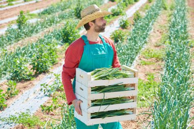 Akdeniz'in soğan hasat çiftçi adam