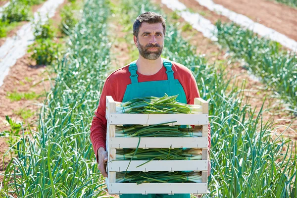 Jordbrukaren man skörda lök i Medelhavet — Stockfoto