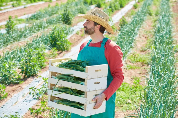 Campesino cosechando cebollas en el Mediterráneo — Foto de Stock