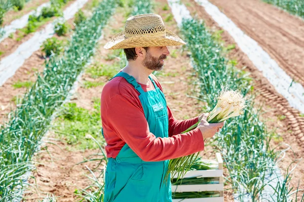 Campesino cosechando cebollas en el Mediterráneo —  Fotos de Stock