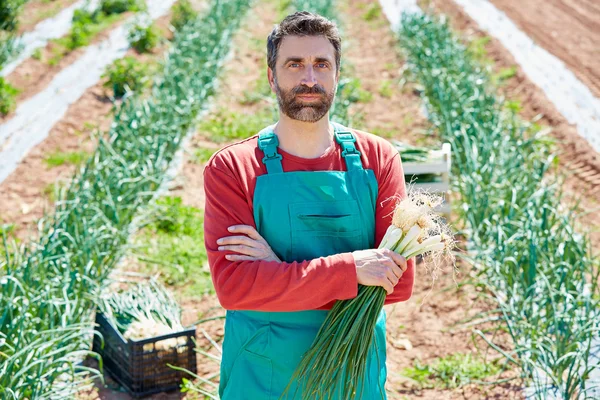 Farmer man harvesting onions in Mediterranean — Stock Photo, Image