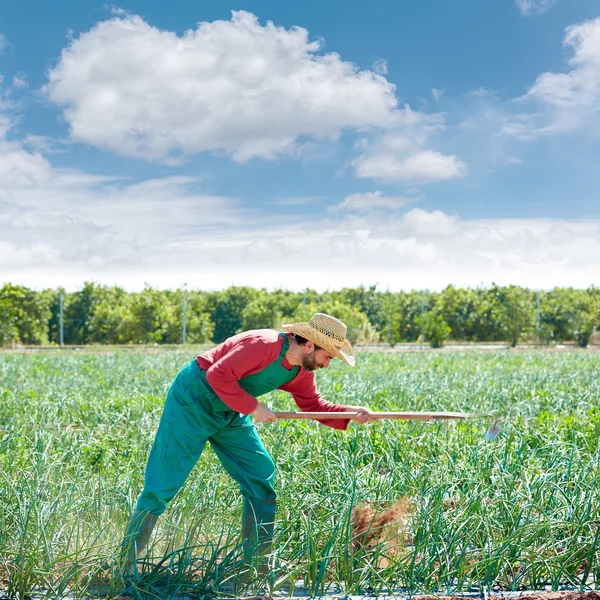 Homem agricultor trabalhando em pomar de cebola com enxada — Fotografia de Stock