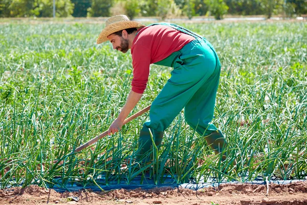 Campesino trabajando en huerto de cebolla con azada —  Fotos de Stock