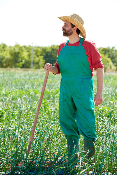Farmer man working in onion orchard with hoe