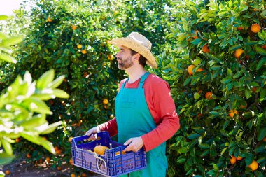 Çiftçi adam bir portakal ağacı içinde portakal hasadı