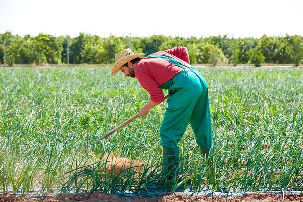 Campesino trabajando en huerto de cebolla con azada —  Fotos de Stock