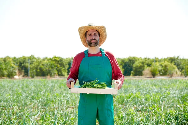 Campesino cosechando cebollas en huerto — Foto de Stock