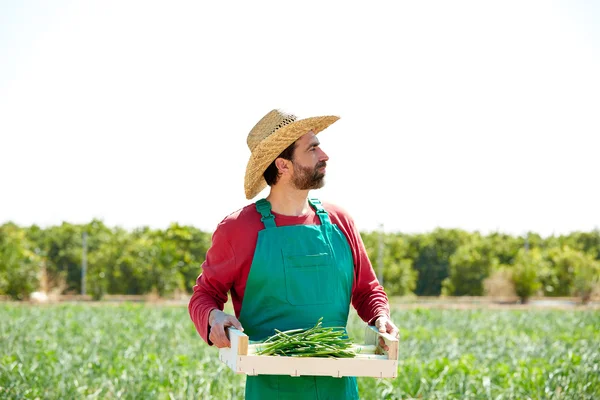 Jordbrukaren man skörda lök i orchard fält — Stockfoto