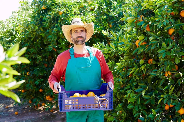 Farmář muž sklizeň pomerančů v pomerančovníku — Stock fotografie