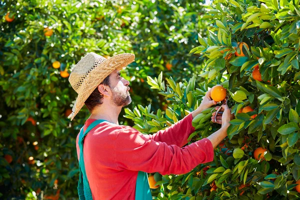 Jordbrukaren man skörda apelsiner i en orange träd — Stockfoto