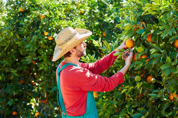 Uomo contadino che raccoglie arance in un arancio — Foto Stock