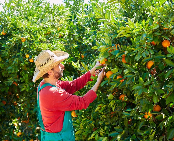 Jordbrukaren man skörda apelsiner i en orange träd — Stockfoto