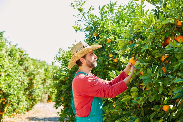 Uomo contadino che raccoglie arance in un arancio — Foto Stock