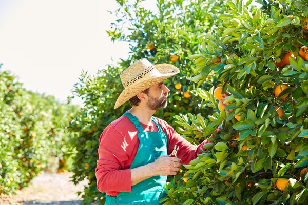 Uomo contadino che raccoglie arance in un arancio — Foto Stock