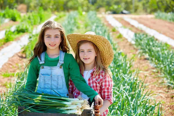 Litte kid farmer girls in onion harvest orchard — Stock Photo, Image