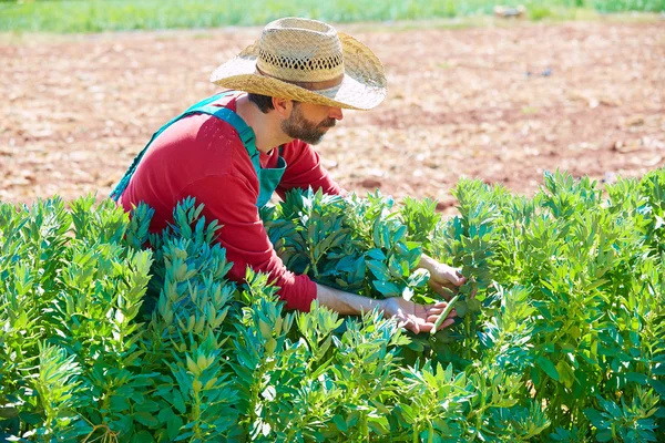 Фермер собирает лимскую фасоль в саду — стоковое фото
