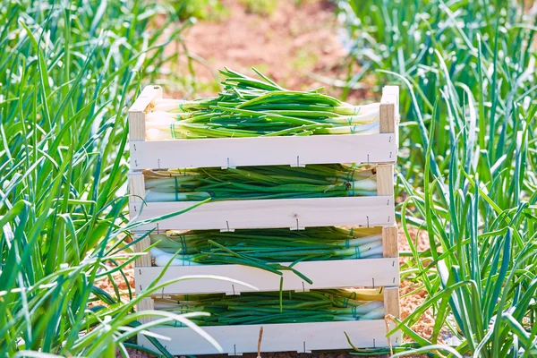 Onion harvest stacked in wooden basket boxes — Stock Photo, Image