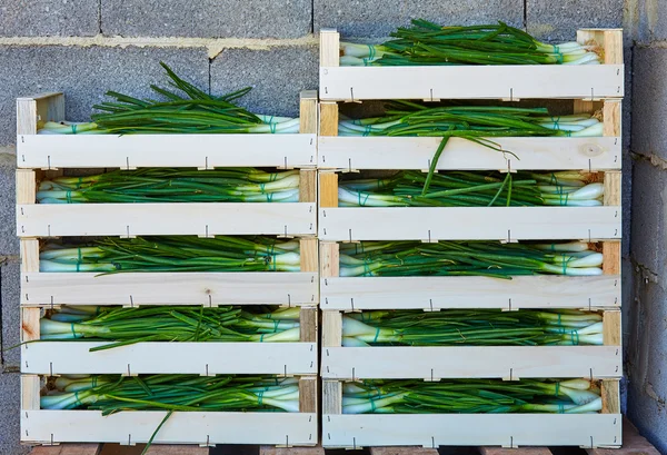 Colheita de cebola empilhada em caixas de cesta de madeira — Fotografia de Stock