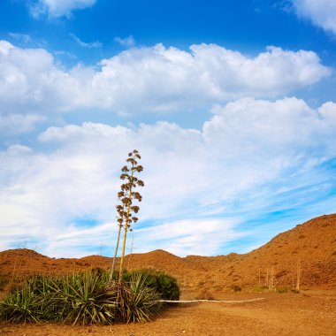 Almeria Cabo de Gata agav çiçek İspanya