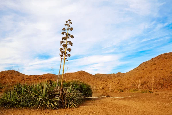 Almeria Cabo de Gata agave flowers in Spain — Stock Photo, Image