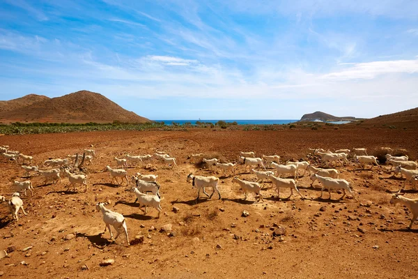 Cabras Almeria Cabo de Gata na praia de Genoveses — Fotografia de Stock