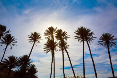 Almeria in Cabo palm trees in Rodalquilar Spain clipart