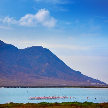 Las Salinas Cabo de Gata Almeria flamingolar İspanya