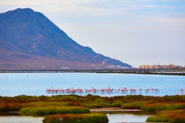 Las Salinas Cabo de Gata Almeria flamingolar İspanya