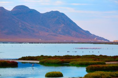 Las Salinas Cabo de Gata Almeria flamingolar İspanya