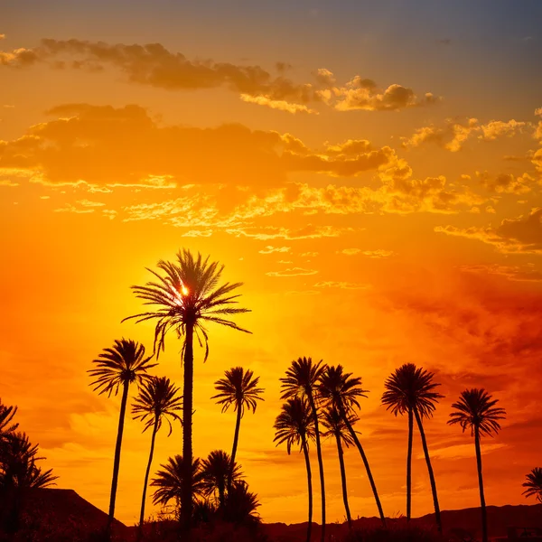 Cabo palmiye ağaçları Rodalquilar İspanya Almeria — Stok fotoğraf