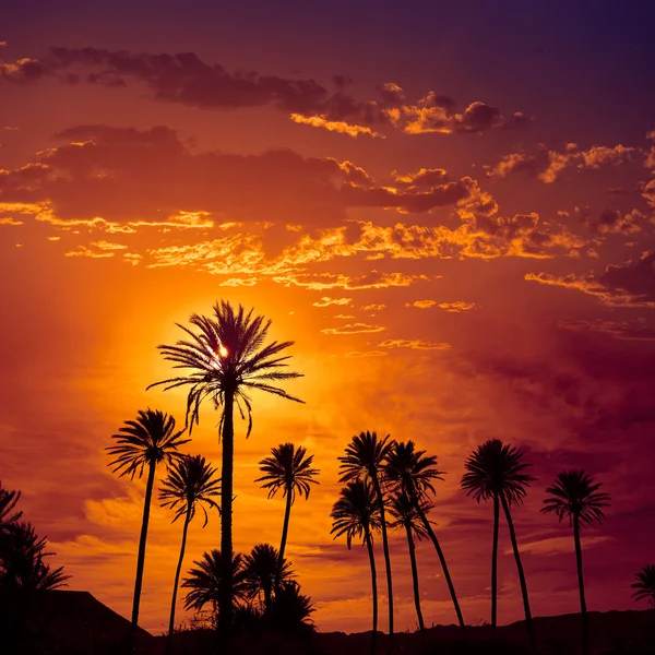 Almeria in Cabo palm trees in Rodalquilar Spain — Stock Photo, Image