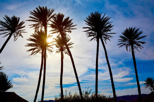 Almeria in Cabo palm trees in Rodalquilar Spain — Stock Photo, Image